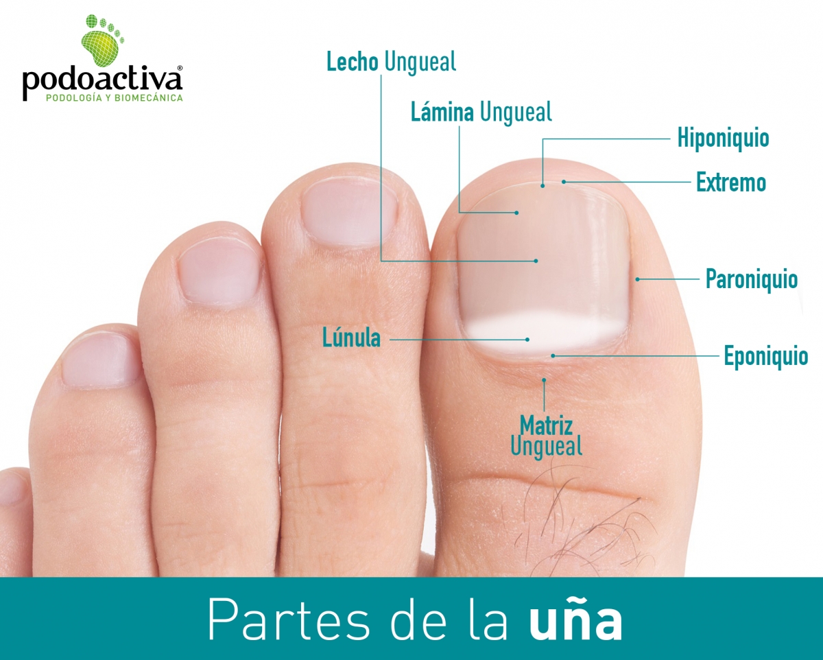 Las uñas de los pies. Partes y funciones de esta barrera protectora -  Podoactiva. Líderes en Podología