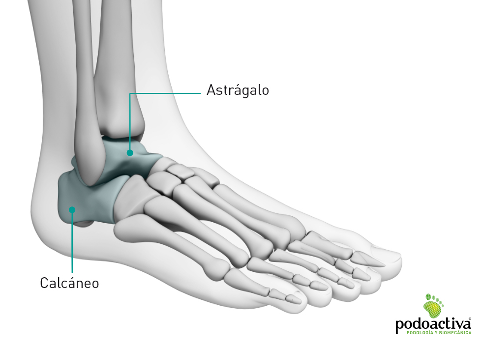 Partes Y Huesos Del Pie Humano Anatomia Y Funciones Images
